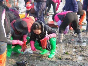 Jindo Sea-Parting Festival Foraging