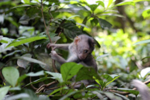Ubud Monkey Forest Indonesia
