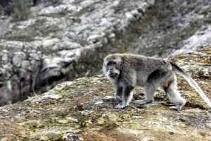 Monkeys at Mount Agung Bali By Kris Wigley 8