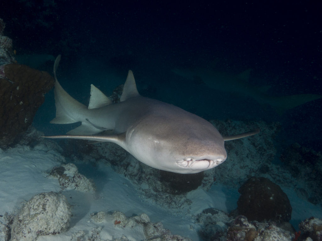 nurse-shark-maldives-liveaboard-trip-departful