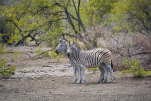 Kruger Safari Self-Drive versus Private Game Lodge - Zebra