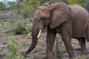 Kruger Safari Self-Drive versus Private Game Lodge - Elephant