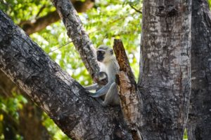 Kruger Safari Self-Drive versus Private Game Lodge - Monkey & baby