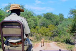 Kruger Safari Self-Drive versus Private Game Lodge - lion