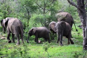 Kruger-Safari-Self-Drive-versus-Private-Game-Lodge elephant herd
