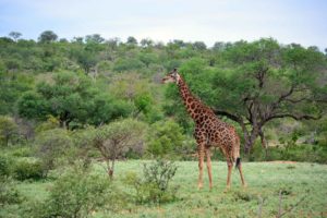 Kruger-Safari-Self-Drive-versus-Private-Game-Lodge giraffe